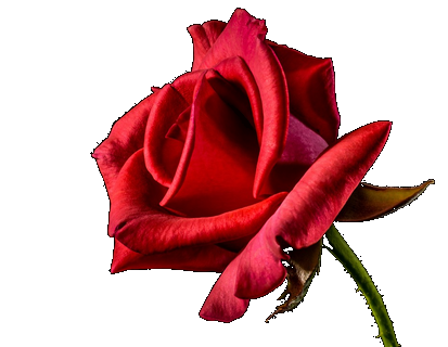Rosa Vermelha